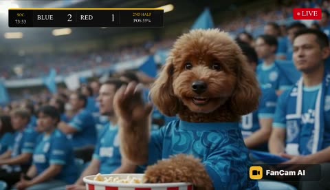 The poodle looks up as the broadcast camera finds it